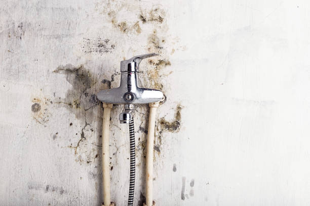 Best Best Mold Removal Companies  in Warsaw, MO