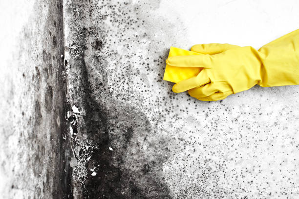 Best Black Mold Removal  in Warsaw, MO