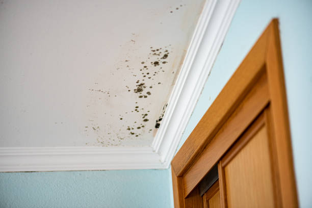 Best Local Mold Removal Service  in Warsaw, MO