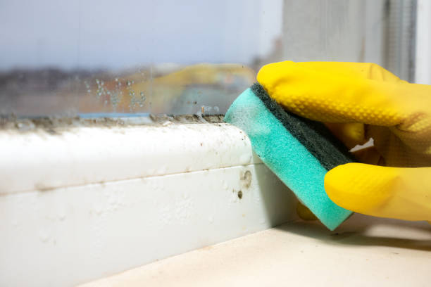 Professional Mold Removal in Warsaw, MO