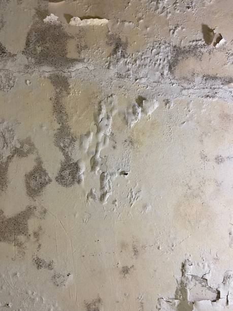 Best Toxic Mold Removal  in Warsaw, MO