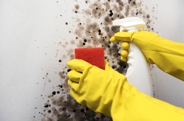 Best Professional Mold Removal  in Warsaw, MO